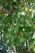 SRI LANKA, Kandy, Bahirawakanda Viharaya (Temple) site, sacred Bo tree, closeup of leaves, SLK3157JPL