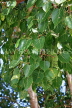SRI LANKA, Kandy, Bahirawakanda Viharaya (Temple) site, sacred Bo tree, closeup of leaves, SLK3158JPL