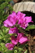 SRI LANKA, Kandy, Bougainvillea flowers, SLK3946JPL