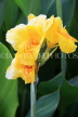 SRI LANKA, Kandy, Canna flowers, SLK3892JPL