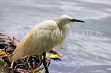 SRI LANKA, Kandy, Kandy Lake, Egret, SLK3833JPL