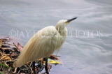 SRI LANKA, Kandy, Kandy Lake, Egret, SLK3834JPL