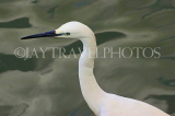 SRI LANKA, Kandy, Kandy Lake, Egret, SLK3850JPL