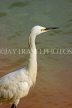 SRI LANKA, Kandy, Kandy Lake, Egret, SLK3916JPL