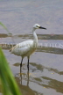 SRI LANKA, Kandy, Kandy Lake, Egret, fishing, SLK3861JPL