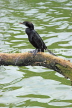 SRI LANKA, Kandy, Kandy Lake, Little Cormorant, SLK4008JPL