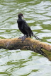 SRI LANKA, Kandy, Kandy Lake, Little Cormorant, SLK4009JPL