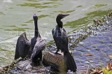 SRI LANKA, Kandy, Kandy Lake, Little Cormorants, SLK3886JPL