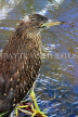 SRI LANKA, Kandy, Kandy Lake, Striated Heron, looking out for fish, SLK3860JPL