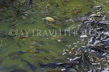 SRI LANKA, Kandy, Kandy Lake, lake fish, SLK4053JPL