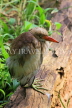 SRI LANKA, Kandy, Kandy Lakeside, Bittern, SLK3883JPL