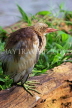 SRI LANKA, Kandy, Kandy Lakeside, Bittern, SLK3913JPL