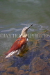 SRI LANKA, Kandy, Kandy Lakeside, Bittern, looking for fish, SLK3884JPL