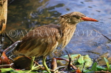 SRI LANKA, Kandy, Kandy Lakeside, Bittern, looking out for fish, SLK3881JPL
