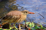 SRI LANKA, Kandy, Kandy Lakeside, Bittern, looking out for fish, SLK3882JPL