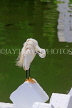 SRI LANKA, Kandy, Kandy Lakeside, Egret,  preening its feathers, SLK3864JPL