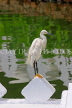 SRI LANKA, Kandy, Kandy Lakeside, Egret, SLK3862JPL