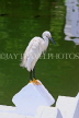 SRI LANKA, Kandy, Kandy Lakeside, Egret, SLK3863JPL