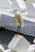 SRI LANKA, Kandy, Kandy Lakeside, Egret, SLK3869JPL