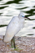 SRI LANKA, Kandy, Kandy Lakeside, Egret, SLK4061JPL