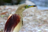 SRI LANKA, Kandy, Kandy Lakeside, Indian Pond Heron, SLK3871JPL