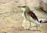 SRI LANKA, Kandy, Kandy Lakeside, Indian Pond Heron, SLK3874JPL