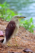 SRI LANKA, Kandy, Kandy Lakeside, Indian Pond Heron, SLK3878JPL