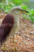 SRI LANKA, Kandy, Kandy Lakeside, Indian Pond Heron, SLK3923JPL