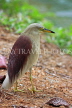 SRI LANKA, Kandy, Kandy Lakeside, Indian Pond Heron, SLK3924JPL