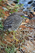 SRI LANKA, Kandy, Kandy Lakeside, Striated Heron, SLK3858JPL