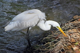 SRI LANKA, Kandy, Kandy lakeside, Great Egret, SLK3880JPL
