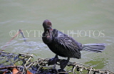 SRI LANKA, Kandy, Kandy lakeside, Little Cormorant, SLK3898JPL
