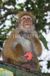 SRI LANKA, Kandy, Kandy lakeside, Macaque Monkey, on tree, SLK3968JPL