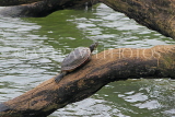 SRI LANKA, Kandy, Kandy lakeside, Terrapin on treet branch, SLK4051JPL
