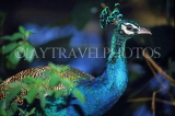SRI LANKA, Kandy, Peacock, SLK2171JPL