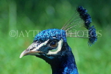 SRI LANKA, Kandy, Peacock, closeup, SLK2170JPL