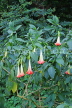 SRI LANKA, Kandy, Peradeniya Botanical Gardens, Angel Trumpet flowes, SLK5061JPL
