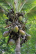 SRI LANKA, Kandy, Peradeniya Botanical Gardens, Coco de Mer palm tree, SLK5850JPL