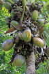 SRI LANKA, Kandy, Peradeniya Botanical Gardens, Coco de Mer palm tree, SLK5851JPL