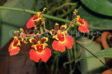 SRI LANKA, Kandy, Peradeniya Botanical Gardens, Orchid House, Oncidium Orchids, SLK4996JPL
