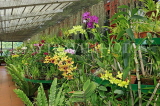 SRI LANKA, Kandy, Peradeniya Botanical Gardens, Orchid House, SLK4932JPL