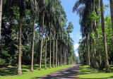 SRI LANKA, Kandy, Peradeniya Botanical Gardens, Royal Palm Avenue, SLK5854JPL