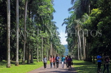 SRI LANKA, Kandy, Peradeniya Botanical Gardens, Royal Palm Avenue, SLK5855JPL