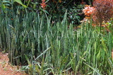 SRI LANKA, Kandy, Peradeniya Botanical Gardens, Snake plants (Mother-In-Law's Tongue), SLK4942JPL