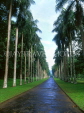 SRI LANKA, Kandy, Peradeniya Botanical Gardens, Tall Palms lined road, SLK1535JPL