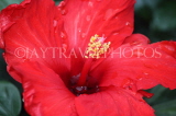 SRI LANKA, Kandy, Peradeniya Botanical Gardens, red Hibiscus flower, closeup, SLK4503JPL