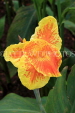 SRI LANKA, Kandy, Peradeniya Botanical Gardens, yellow Canna flowers, SLK4855JPL