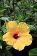 SRI LANKA, Kandy, Peradeniya Botanical Gardens, yellow Hibiscus flower, SLK4452JPL
