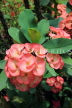 SRI LANKA, Kandy, Raja Wasala Park (Wace Park), flowers, SLK3751JPL