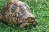 SRI LANKA, Kandy, Star Tortoise, SLK4040JPL